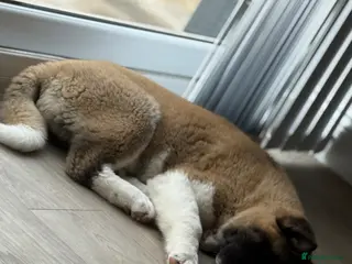 Akita dogs FEMALE AKITA PUPPY - Advert 1