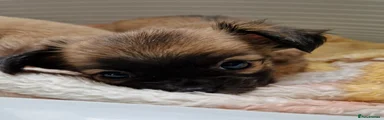 Chihuahua 3