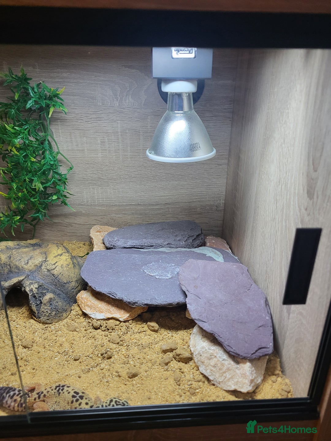 Leopard Gecko reptiles for sale: Leopard gecko  - Advert 5