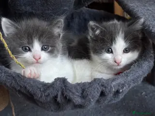 Khao Manee cats LAST TWO Beautiful female - Advert 1
