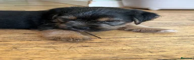 Mixed Breed 2 - Yellow Collar