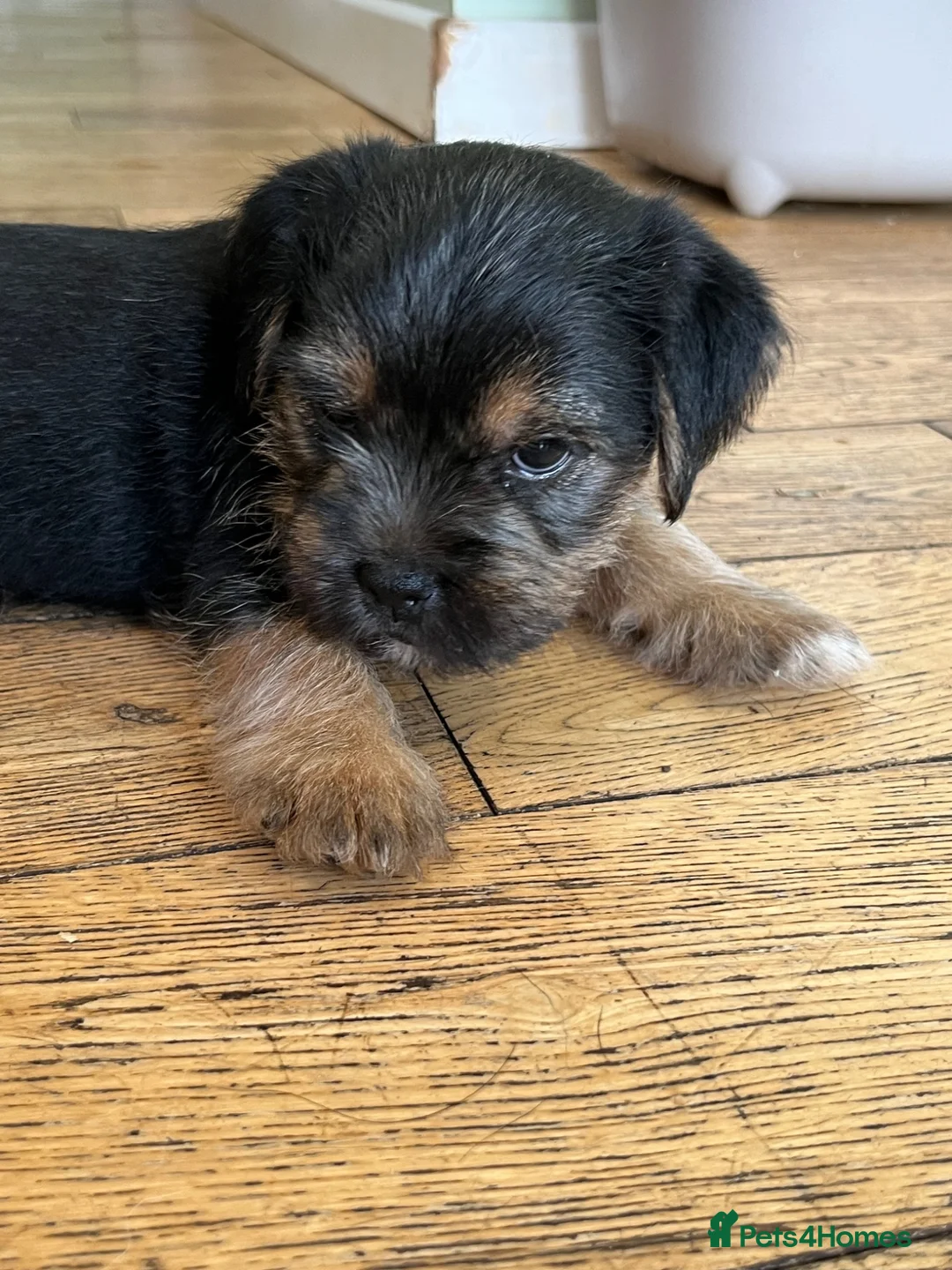 Mixed Breed dogs for sale: Border Terrier x Patterdale Puppies  - Advert 17