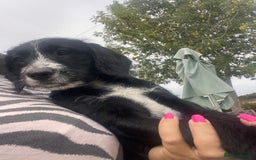 Mixed Breed dogs for sale: Last girl Ready to go Rare Dalmadoodle puppies 🏡 - Image 5