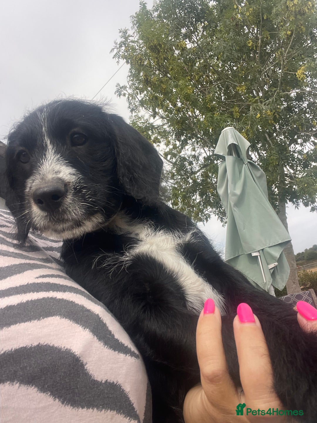 Mixed Breed dogs for sale: Last girl Ready to go Rare Dalmadoodle puppies 🏡 - Image 5