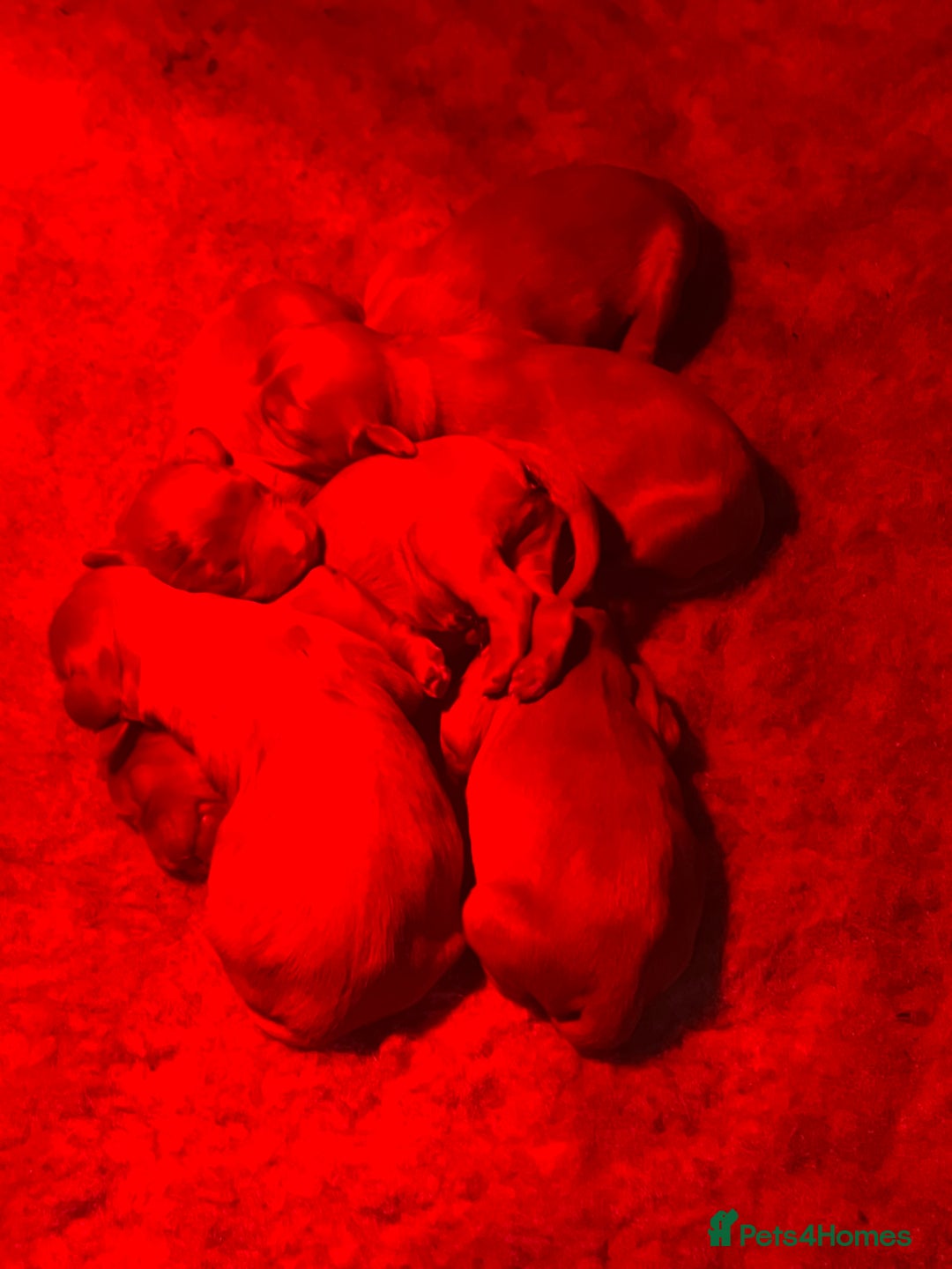 Cavalier King Charles Spaniel dogs for sale: 6 Ruby Puppies!! - Image 4