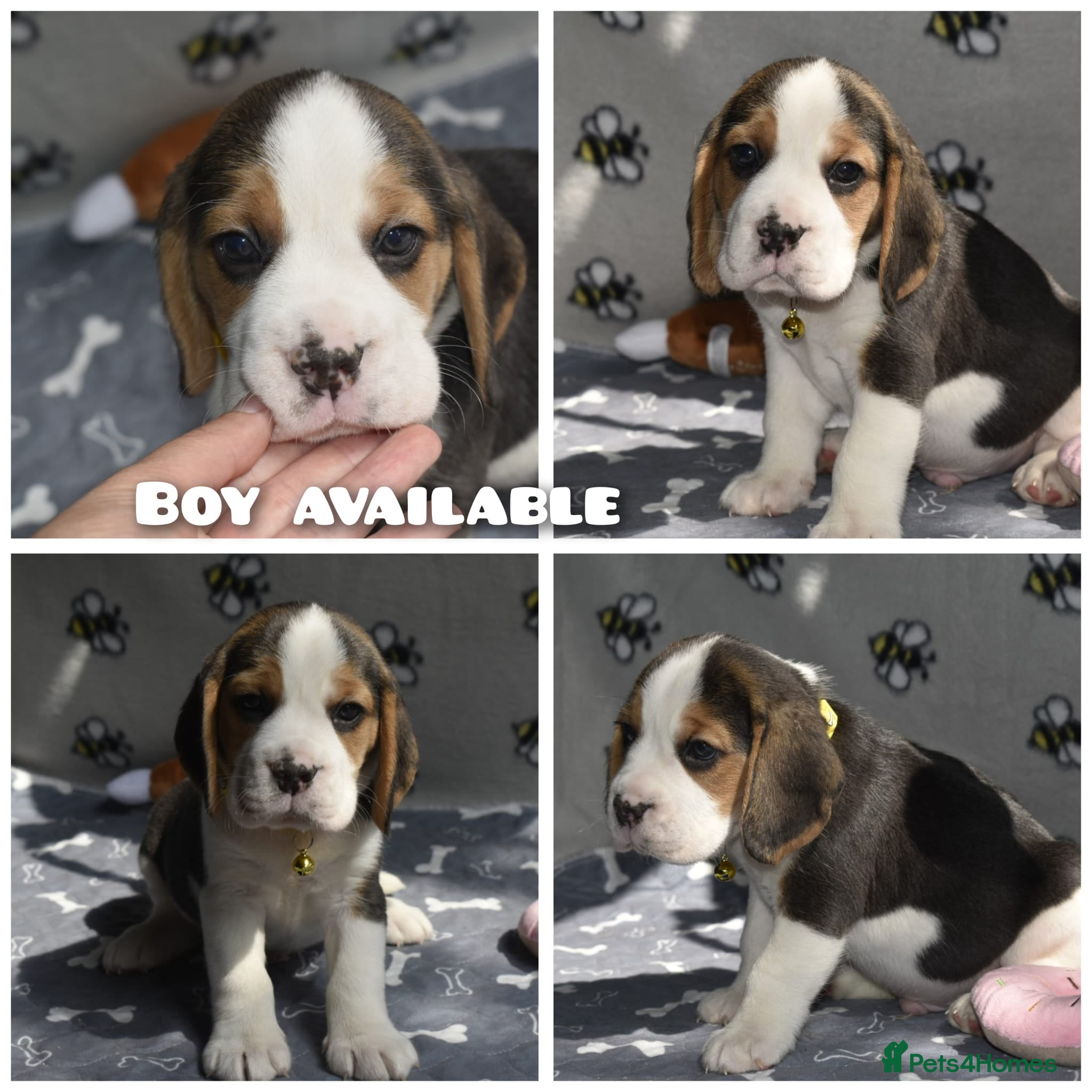 Beagle dogs Beautiful beagle puppies  - Advert 14