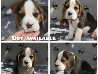 Beagle dogs Beautiful beagle puppies - Advert 14