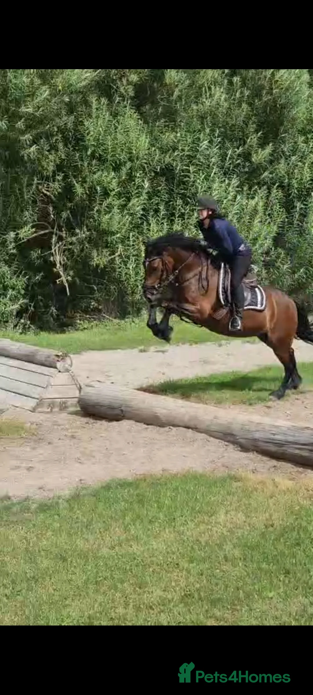 Welsh Section D horses for sale: Eye catching bay mare  in Prescot - Advert 1