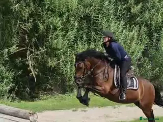 Welsh Section D horses Eye catching bay mare in Prescot - Advert 18