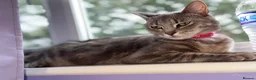Mixed Breed cats for sale: Last kitten from litter - Advert 1