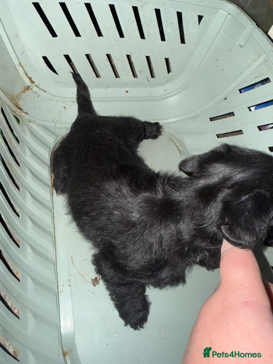 Jackapoo dogs for sale: Jackapoo poppys  in Peterborough - Advert 1