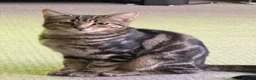 Mixed Breed cats for sale: 6 month old cute Kitten  - Advert 6