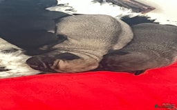 Pug dogs for sale: 2 Beautiful KC registered pug girls - Image 1