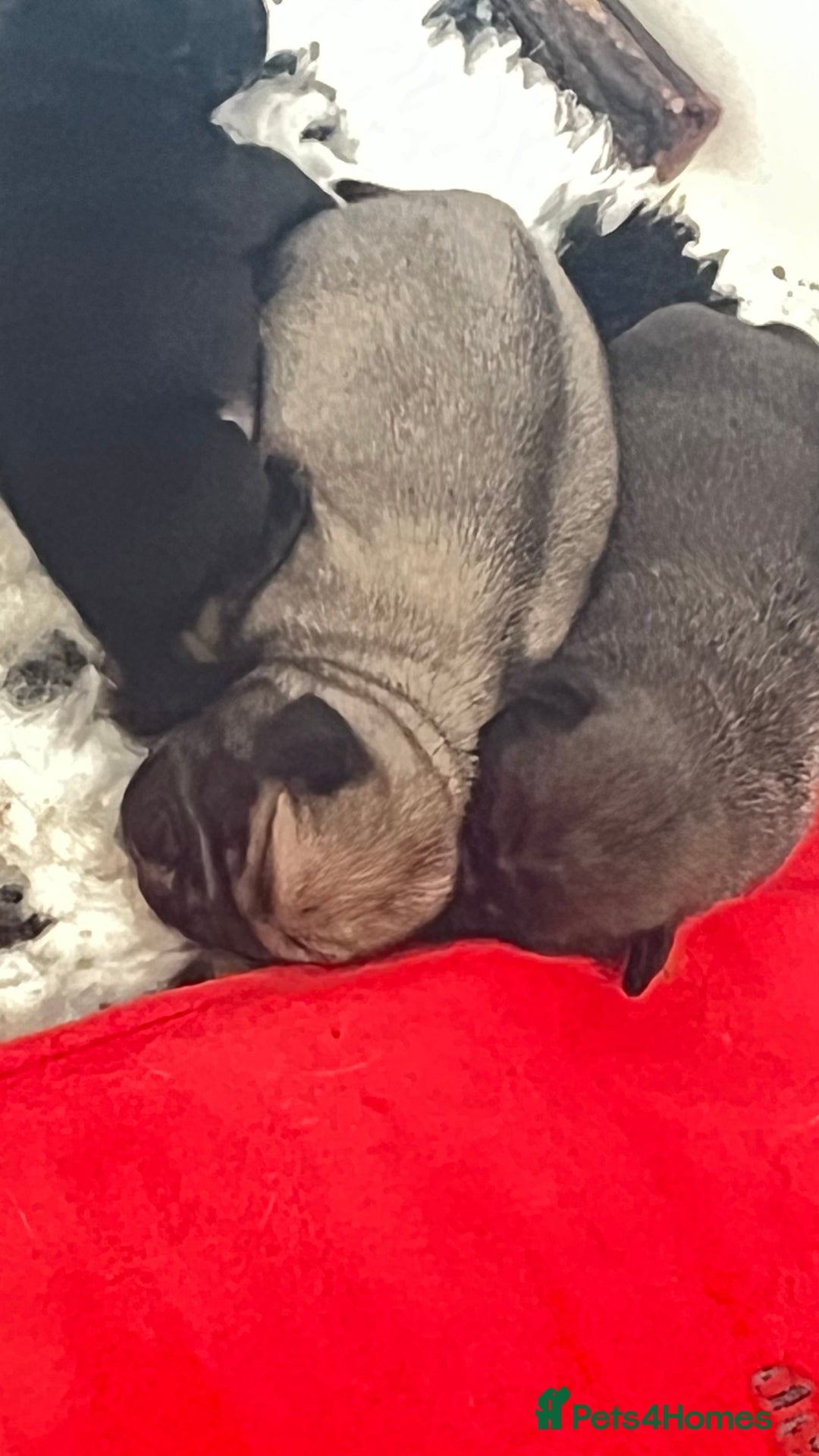 Pug dogs for sale: 2 Beautiful KC registered pug girls - Image 1