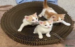 Mixed Breed cats for sale: Beautiful bundles of fun - Image 1