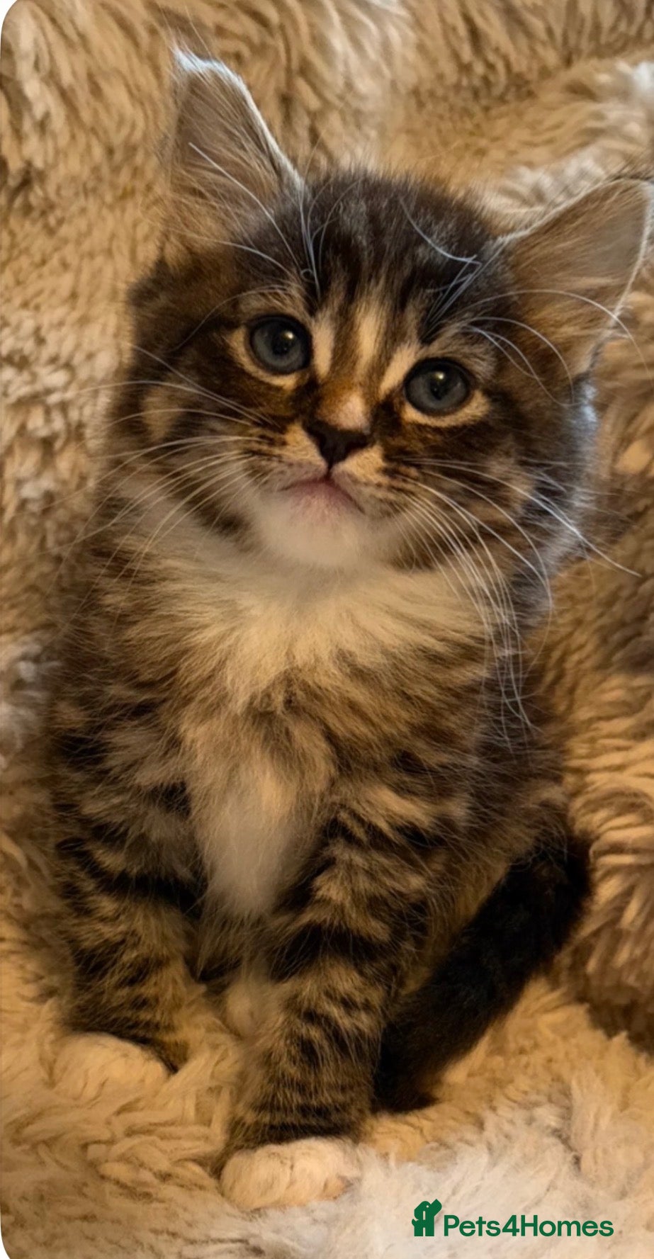 Mixed Breed cats Fluffy gorgeous mix of kittens  - Advert 6