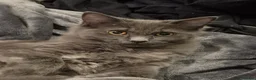 Maine Coon cats for sale: Beautiful female kitten  - Advert 1
