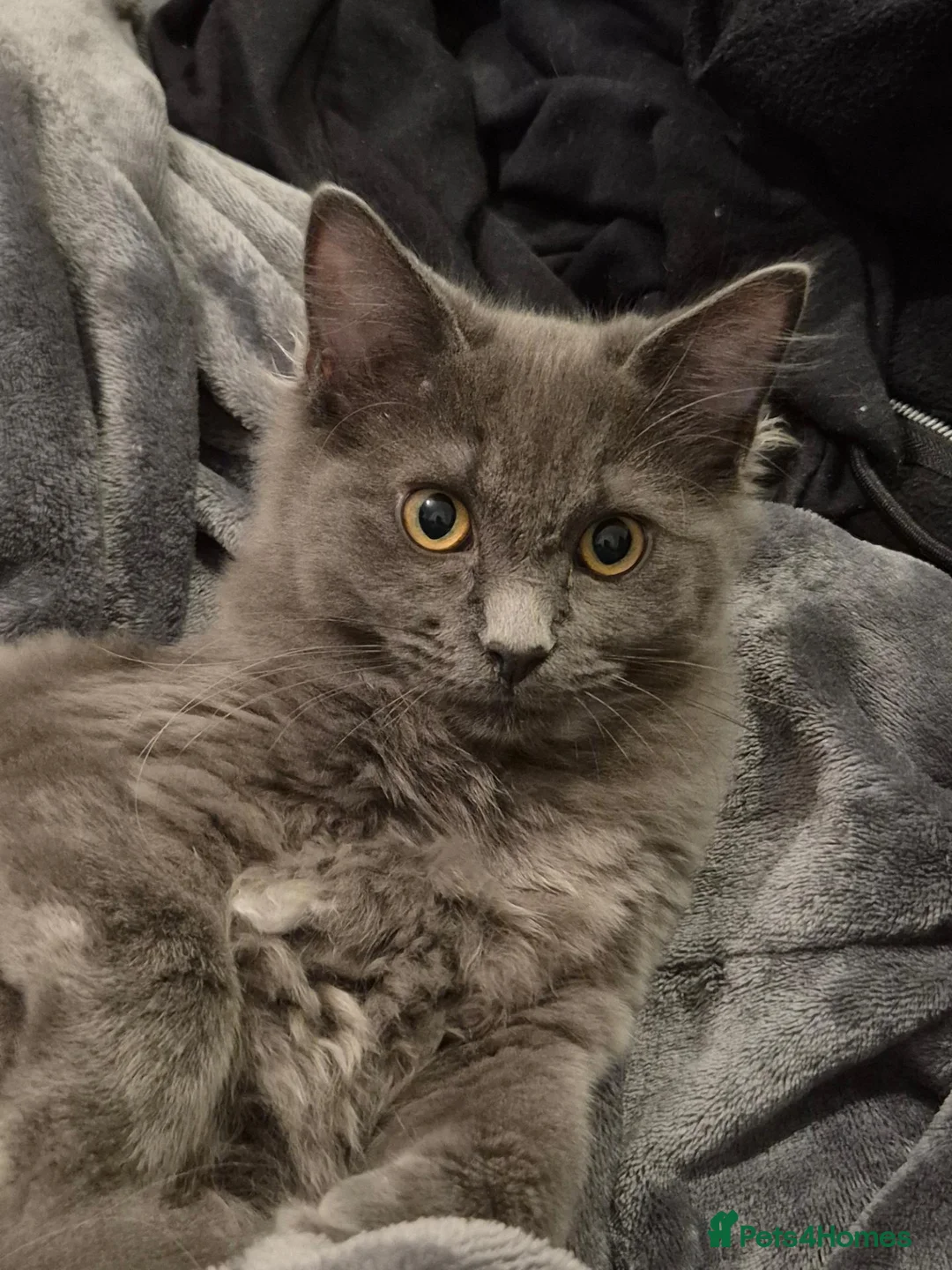 Maine Coon cats for sale: Beautiful female kitten  - Advert 1