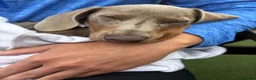 Miniature Dachshund dogs for stud: Beautiful Blue 💙 Miniature Dachshund Stud  in Gateshead - Advert 5