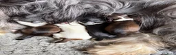 Havanese dogs for sale: Pure breed Havanese puppies  - Advert 13