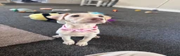 Lurcher dogs for sale: Lurcher pup - Advert 2