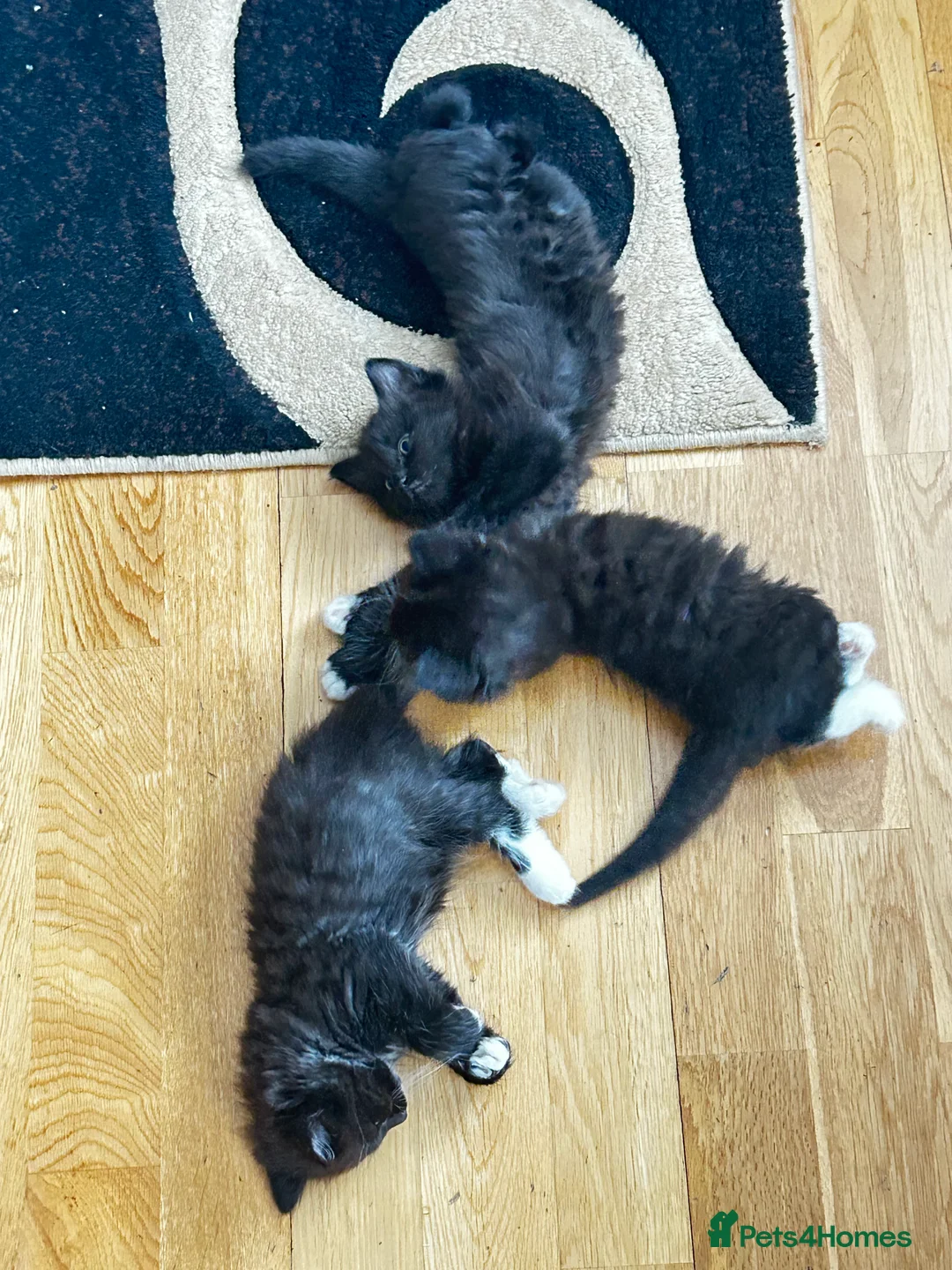 Turkish Van cats for sale: Kittens turkish Van  - Advert 4