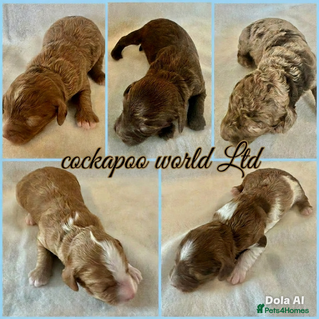 Cockapoo dogs ❤️ DNA CLEAR, Rare Merle Cockapoo, Ready 5th JULY - Advert 10