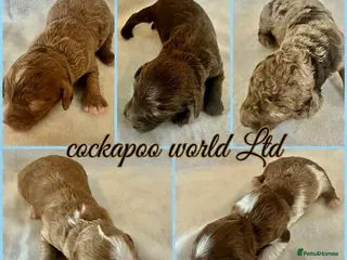 Cockapoo dogs ❤️ DNA CLEAR, Rare Merle Cockapoo, Ready 5th JULY - Advert 10