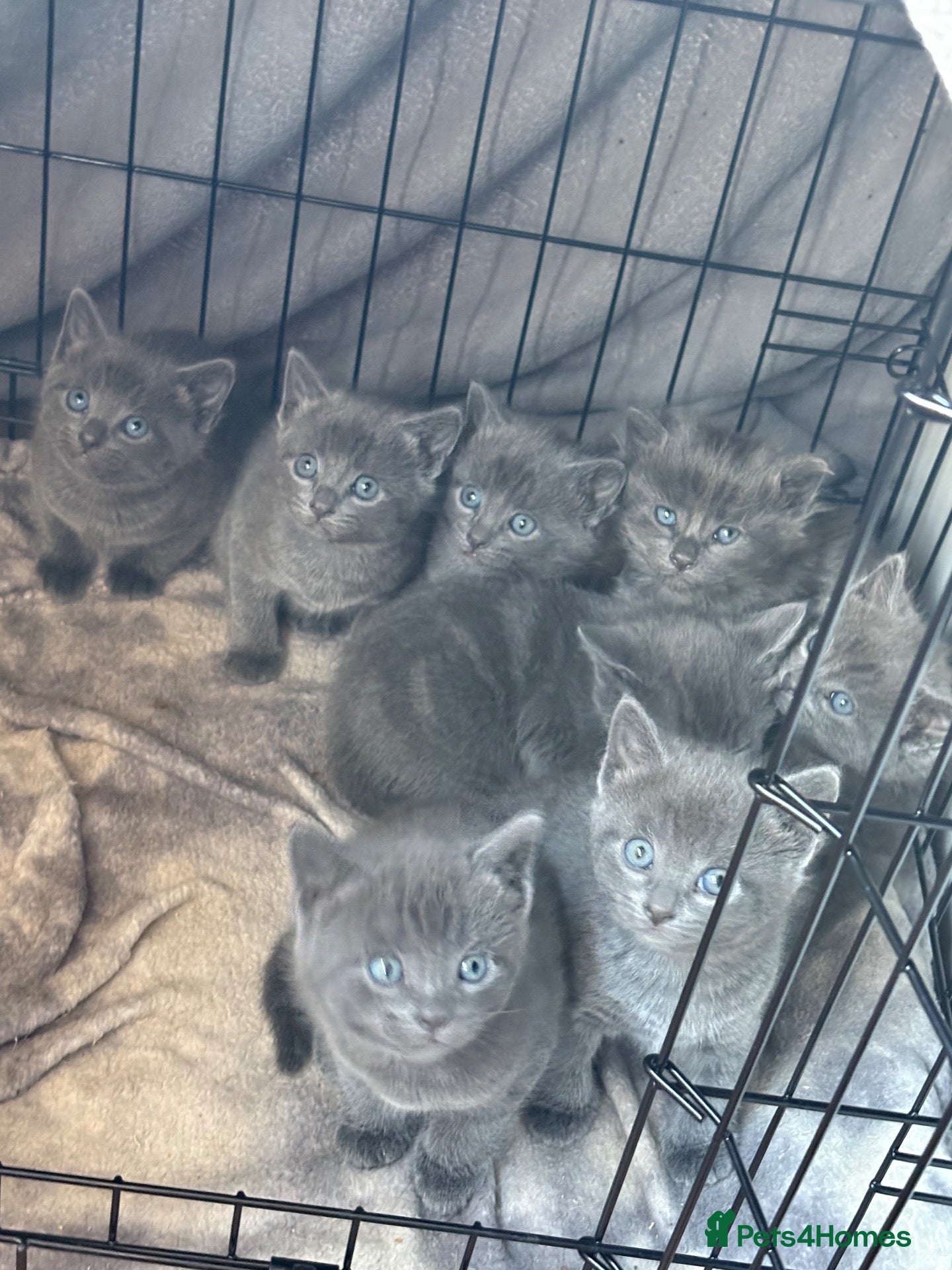 Mixed Breed cats Stunning litter of grey kittens - Advert 2
