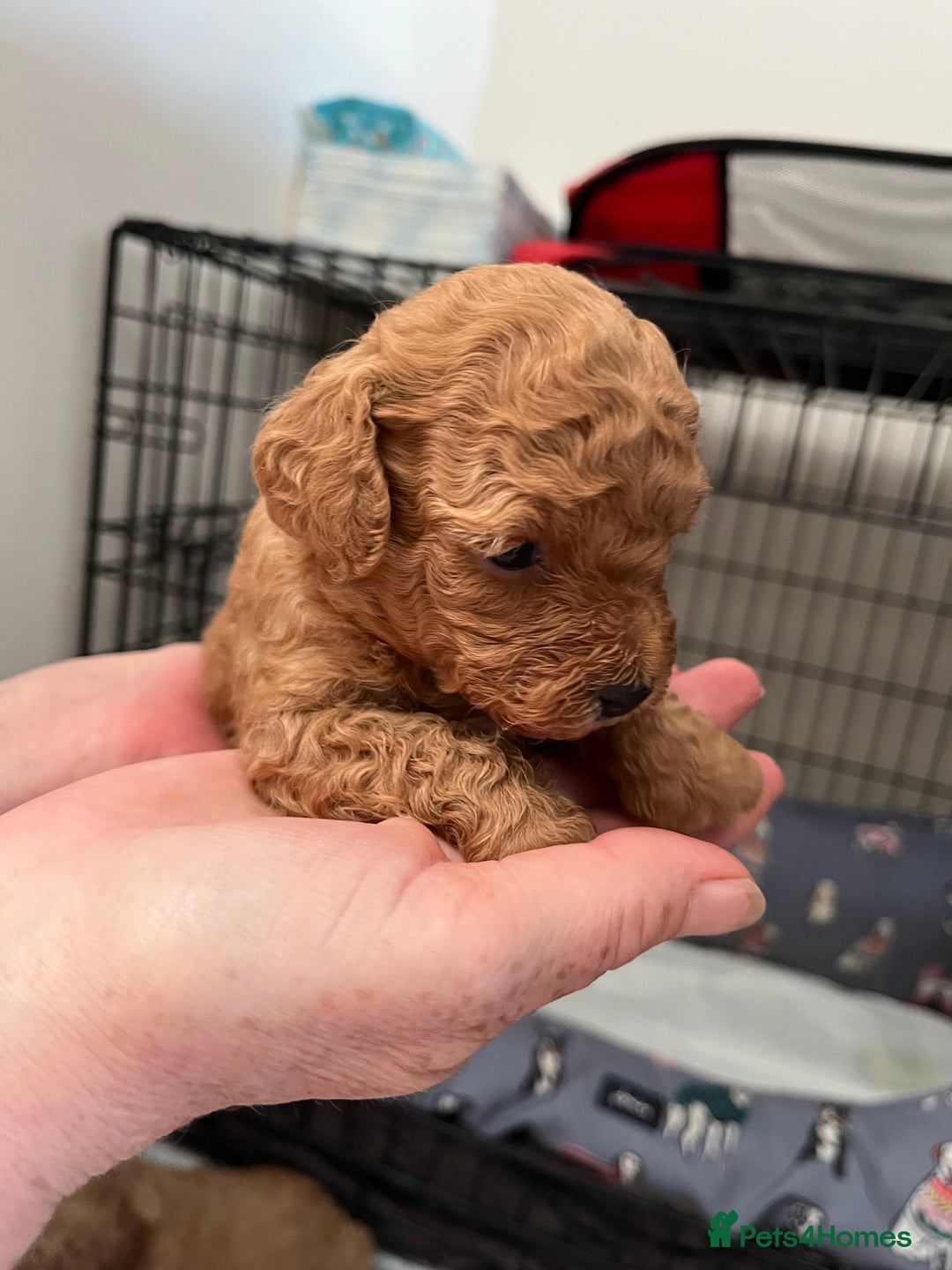 Poochon dogs for sale: 1 female 1 male Poochon puppy.  - Image 4