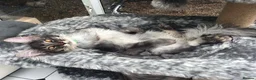 Maine Coon cats for sale: POLYDACTYL MAINE COON KITTENS - Advert 8