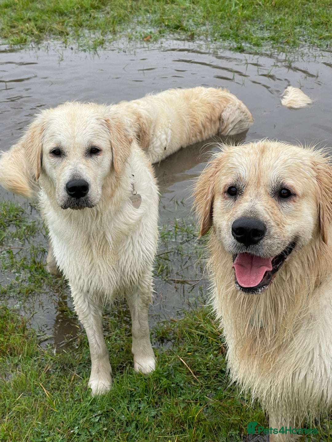 Golden Retriever dogs for sale: Perfectly Awesome Golden Retrievers  - Advert 17