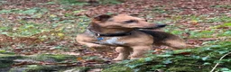 Jack Russell dogs for stud: Milo - Jack Russell in Ivybridge - Advert 2