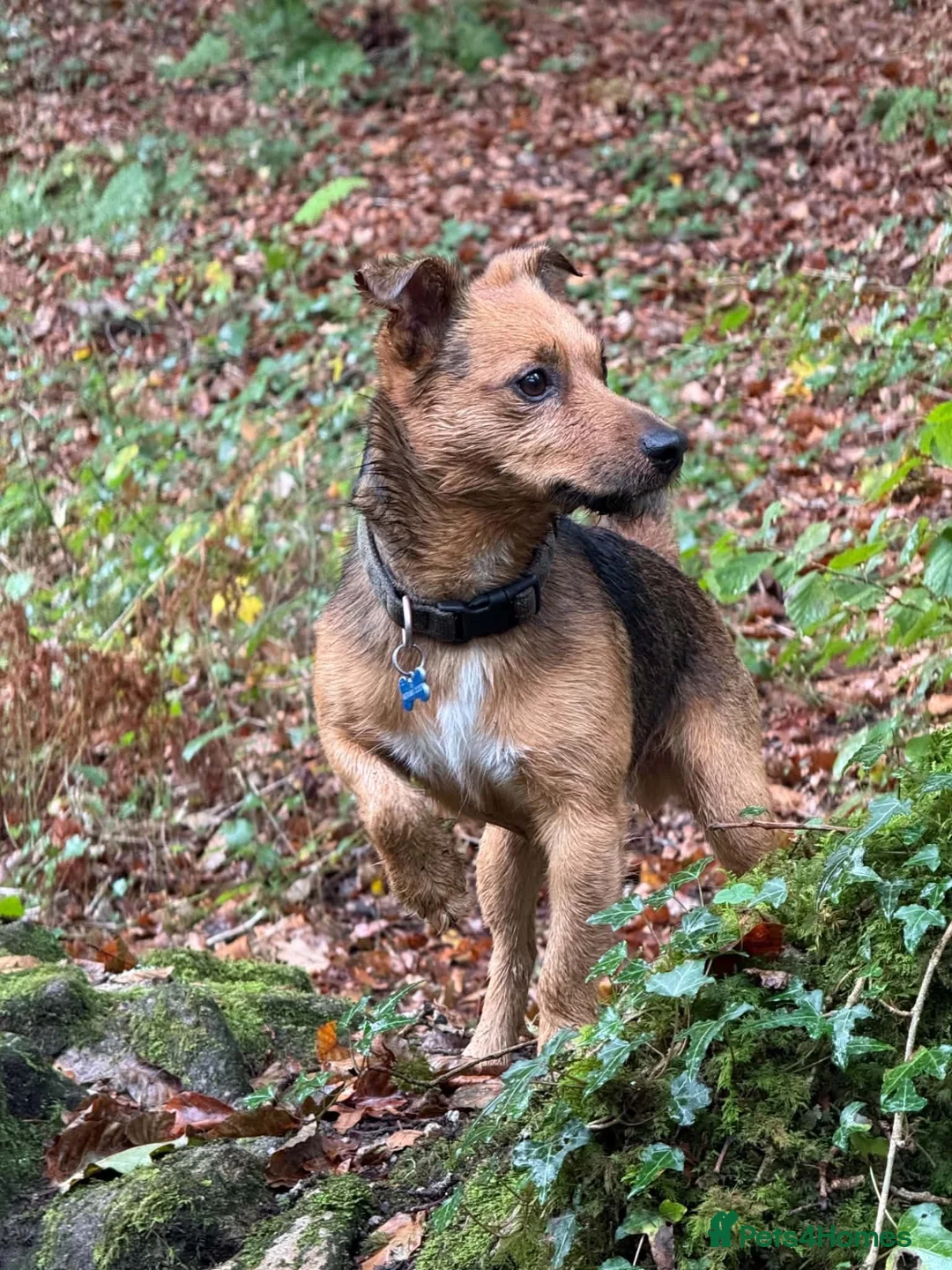 Jack Russell dogs for stud: Milo - Jack Russell in Ivybridge - Advert 2