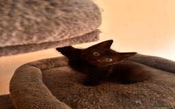 Mixed Breed cats for sale: Beautiful and super playful kittens  - Image 31