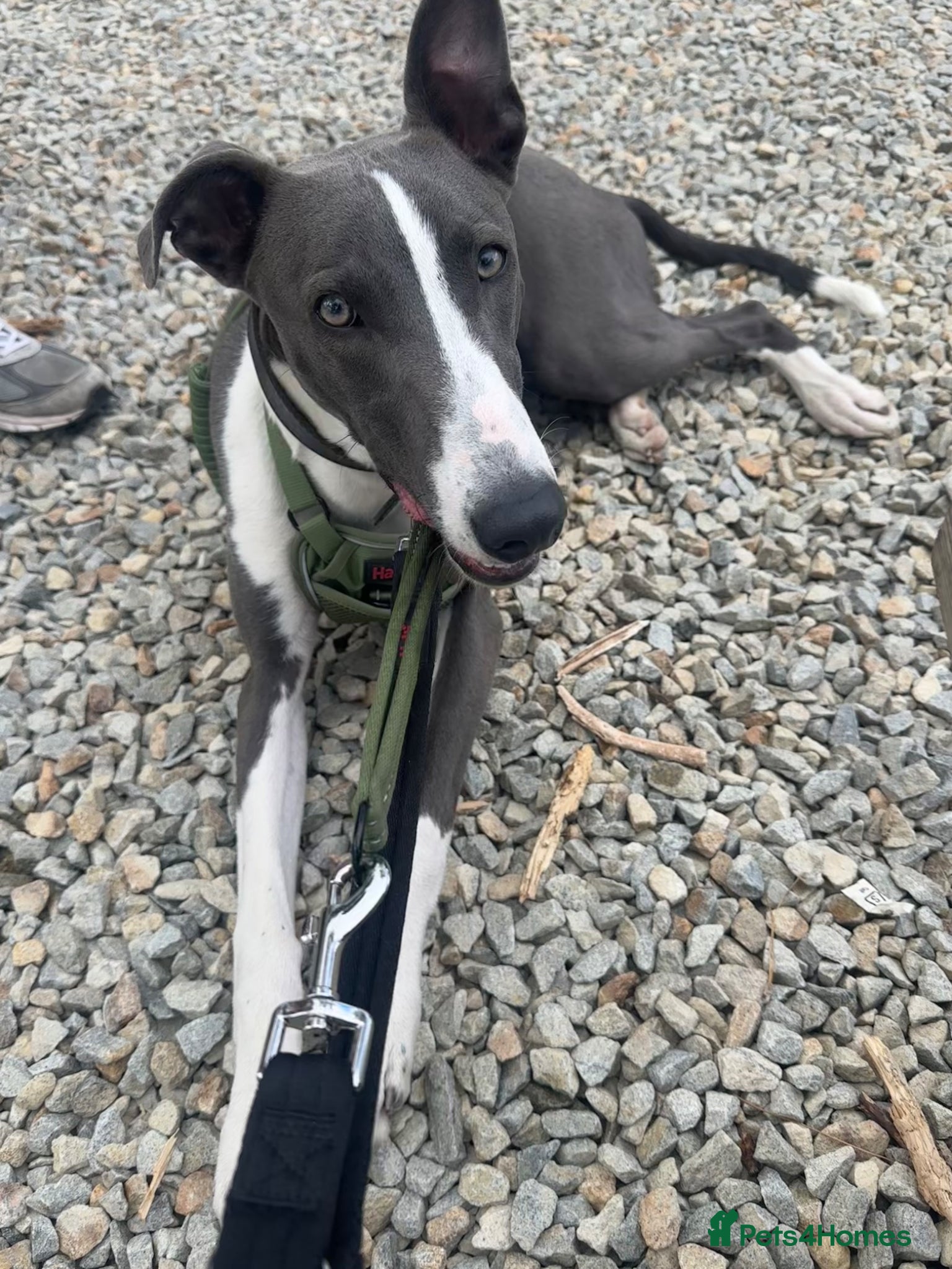 Mixed Breed dogs Lurcher Pup - Advert 1