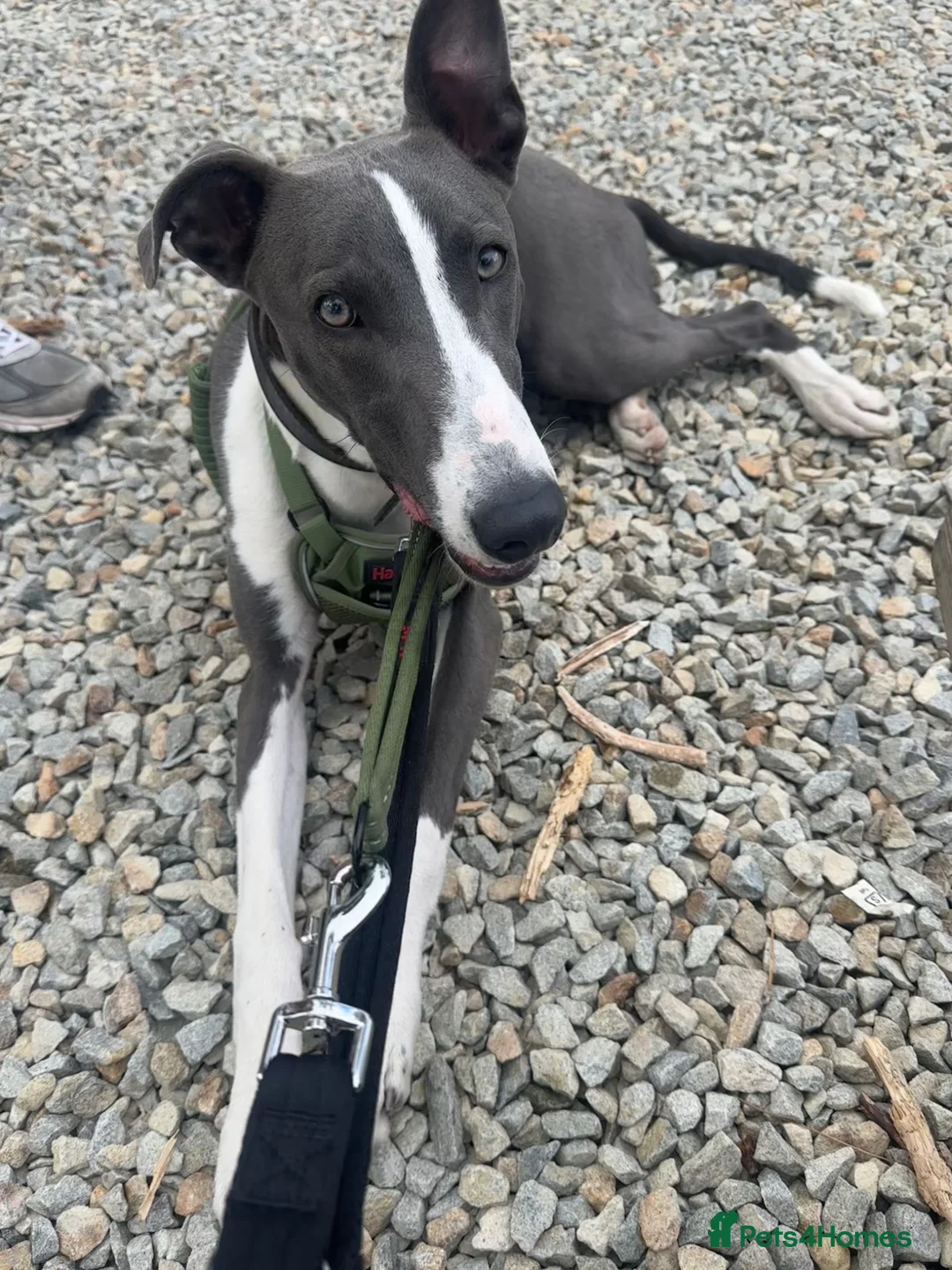 Mixed Breed dogs for sale: Lurcher Pup in Exeter - Advert 1