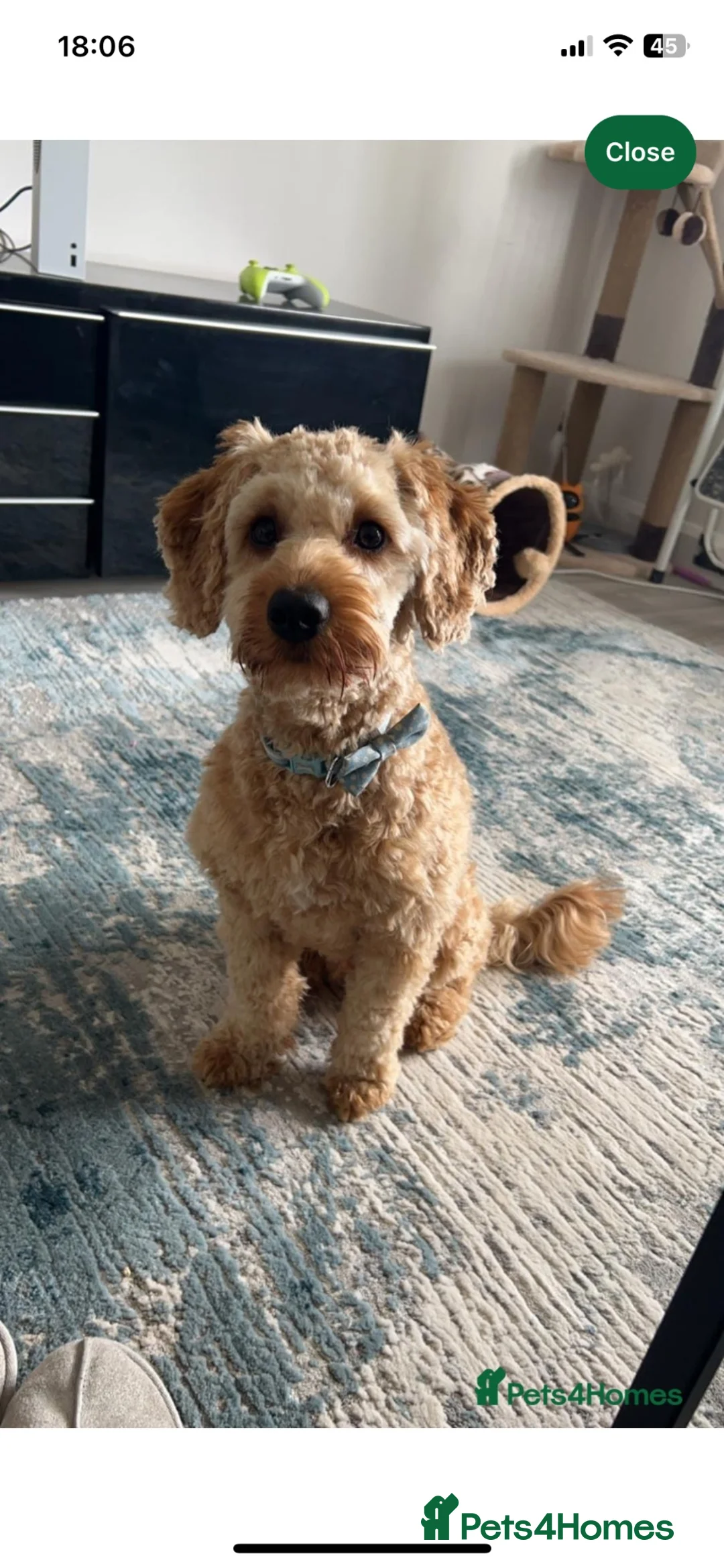 Cockapoo dogs for sale: Bolt the cockapoo - Advert 2