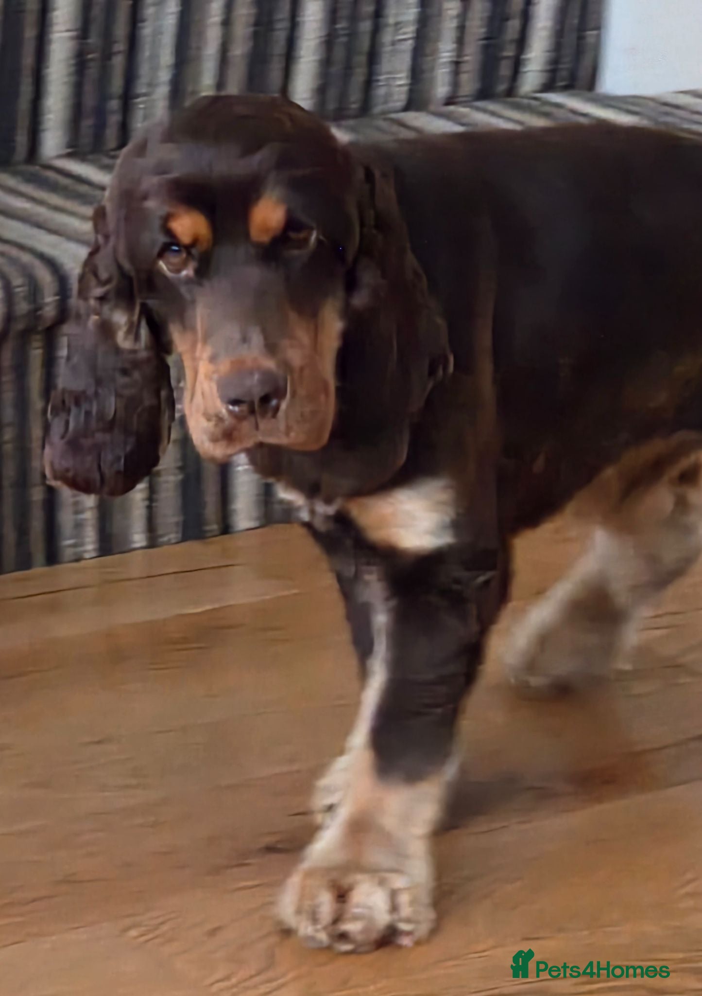 Cocker Spaniel dogs Gorgeous Chocolate & Tan Girl - Advert 2