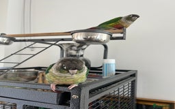 Conures birds for sale: Conures pairs  - Image 2