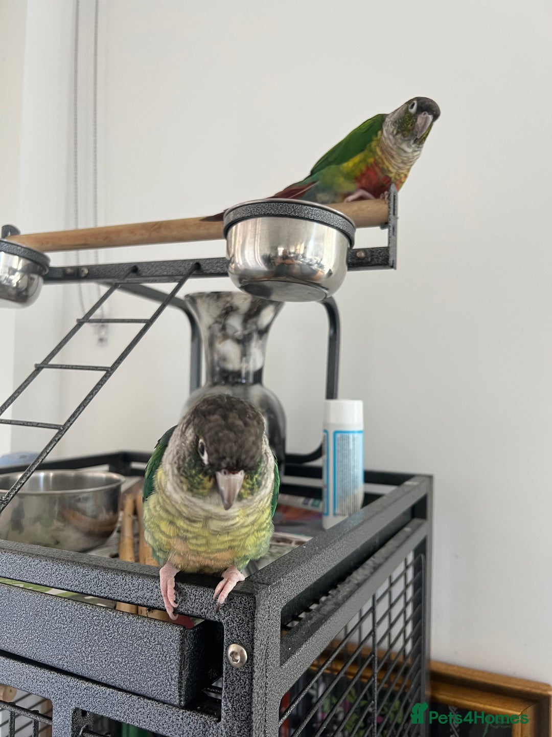 Conures birds for sale: Conures pairs  - Image 2