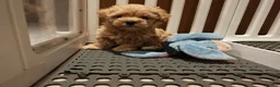 Maltipoo dogs for sale: Maltipoo F1 Toy Size, KC Parents, DNA Tested Clear - Advert 5