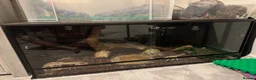 Python Snake reptiles for sale: Hypo Enchi Royal Python (Male) - Advert 3