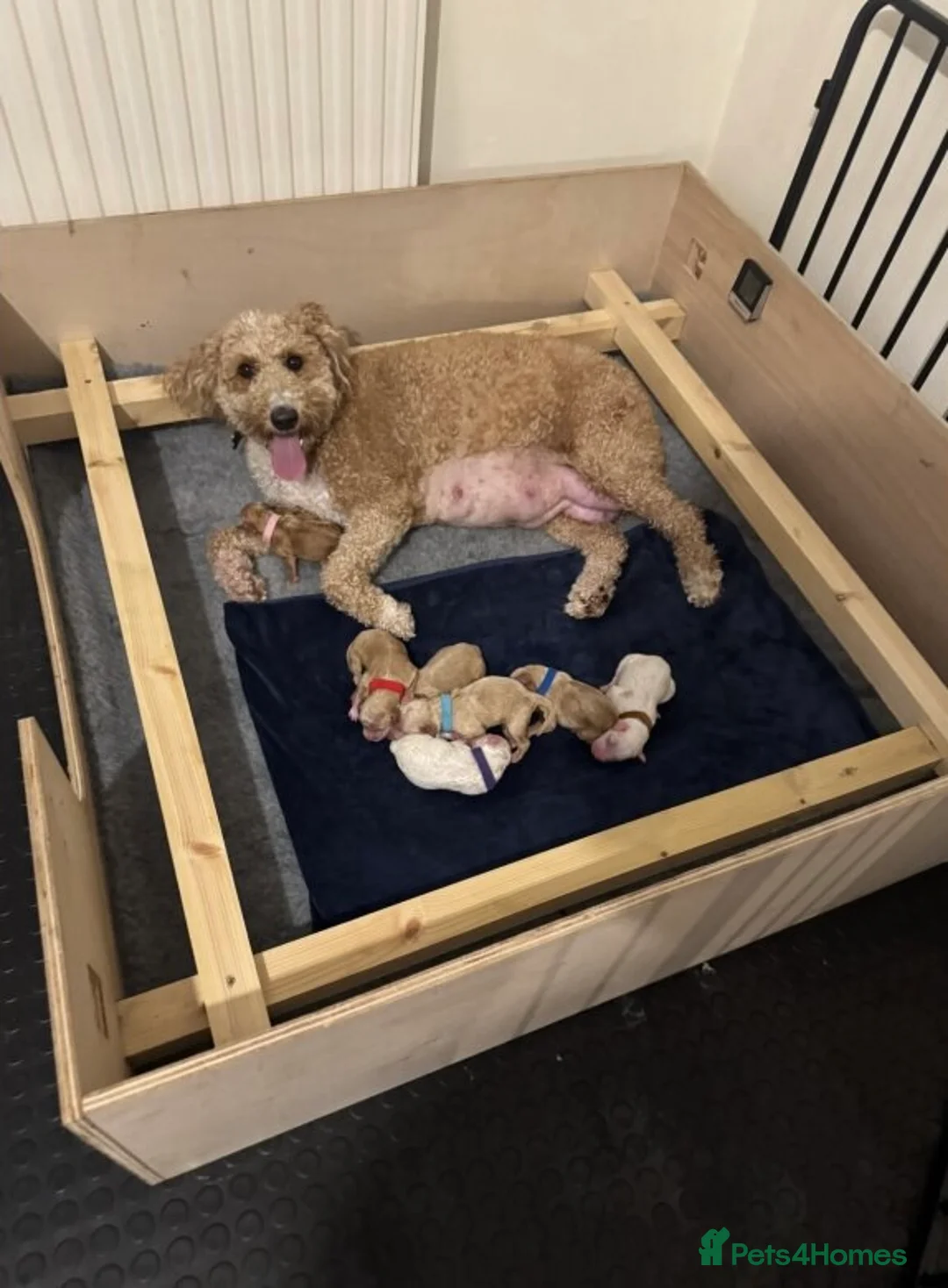 Mixed Breed dogs for sale: Goldendoodle x Cockapoo Puppies (Double Doodles) - Advert 1