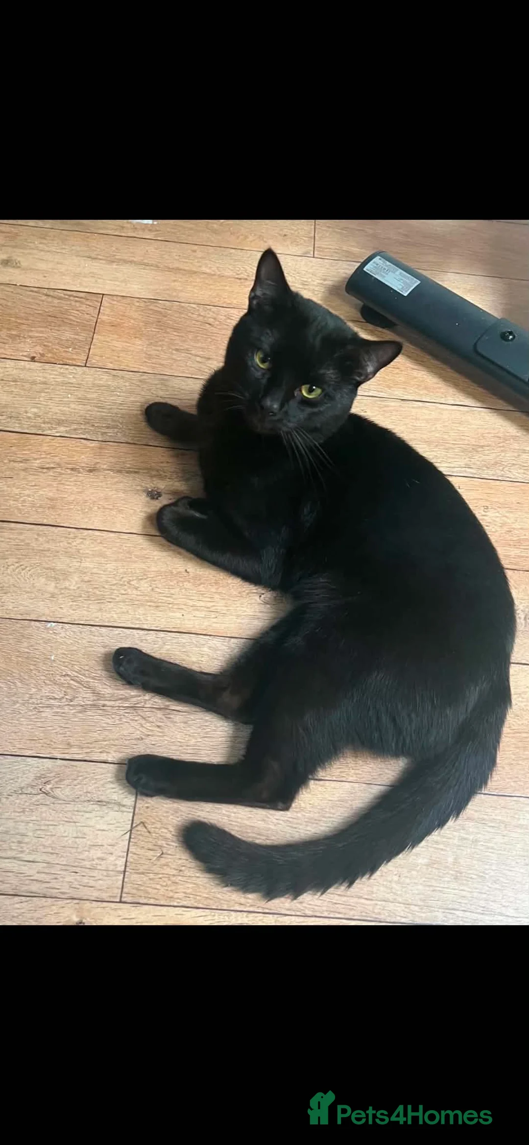 Mixed Breed cats for sale: Lovely and Gentle Black Toyger Cat in Taunton - Advert 2