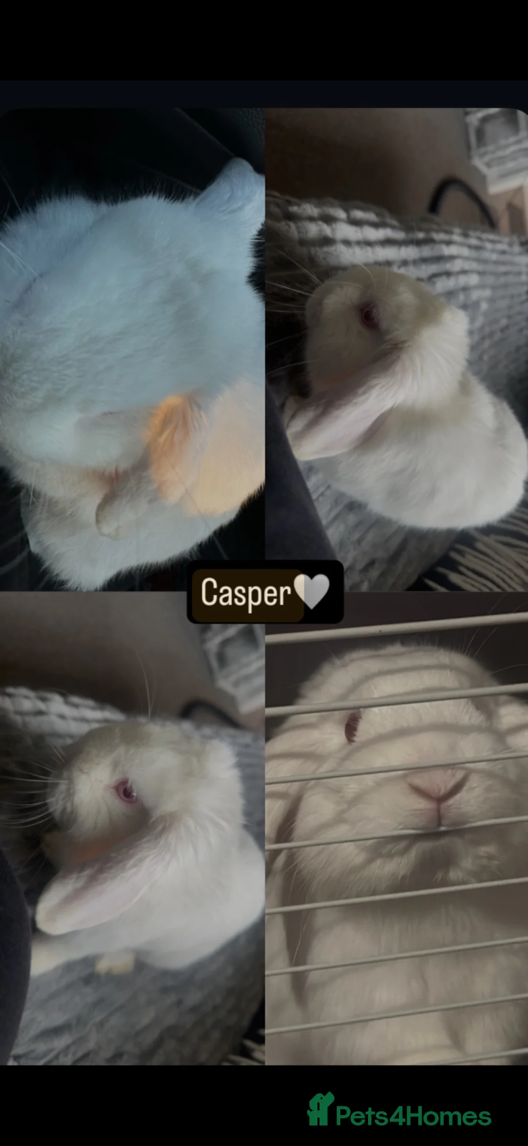Mixed Breed rabbits for sale: Bunnies (see description for info) - Advert 1