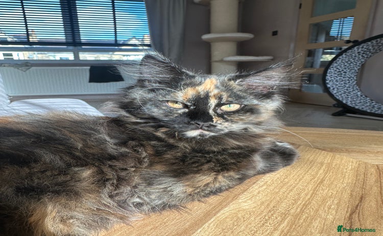 Maine Coon cats - Advert 3