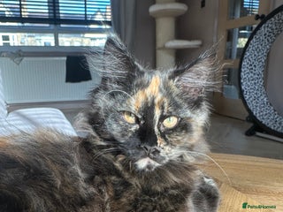 Maine Coon cats - Advert 24