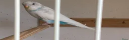 Budgerigars birds for sale: Baby budgies  - Advert 4