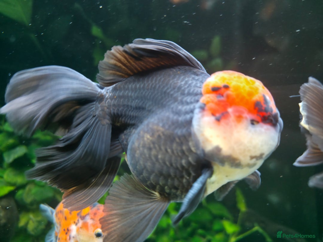 Fancy Goldfish fish for sale: Fancy Goldfish (Oranda & Ranchu) - Advert 2